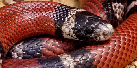 sinaloan milk snake